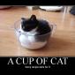 A Cup of Cat