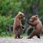 Cute Bears