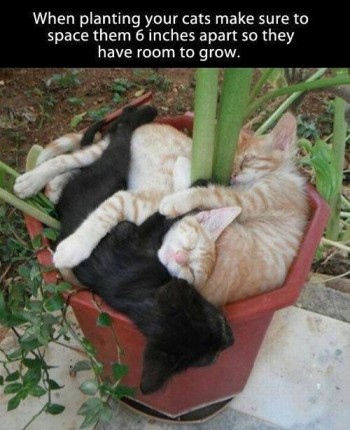 Planting Cats