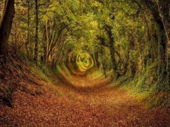 Tunnel of Trees