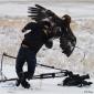Eagle Attacks Photographer