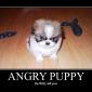 Angry Puppy