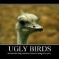 Ugly Birds