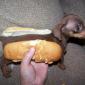 Hot Puppy Dog