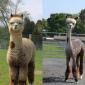 Alpaca Before and After