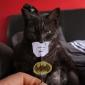 Batman Cat