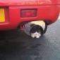 Tailpipe Cat