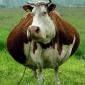 Fat Cow