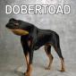 Dobertoad