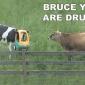 Bruce You Are Drunk