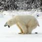 A polar bear taking a dump