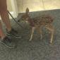 Just a baby deer on a leash...