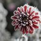 Dahlia With Frost