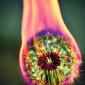 Dandelion on Fire