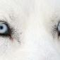 Husky Dog Eyes