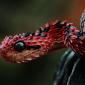 Indonesian Autumn Adder