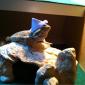 I made a hat for my lizard