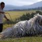 Hungarian Guard Dog