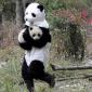 "Panda" Carrying a Panda