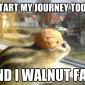 Walnut Journey