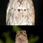 Potoo Bird