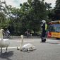 Swans in Copenhagen, Denmark