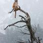 Bobcat In A Tree