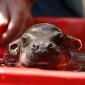 Baby Hippo Taking a Bath