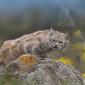 Bobcat and Its Bobkitten