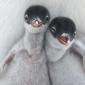 Gentoo Penguin Chicks