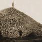 Massive Pile of American Bison Skulls