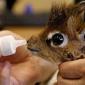 Baby Dik-Dik