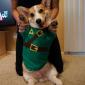 Corgi Dressed Up Like Link