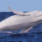 Albino Humpback Whale