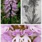 Orchis Italica