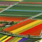 Tulip Farm