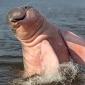 Amazon Pink River Dolphin