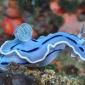 Blue Sea Slug