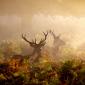 Red Deer in Autumn Mist