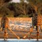 Giraffes Getting A Drink