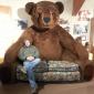 Bear Couch