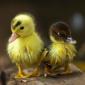 Ducklings