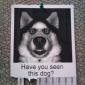 Have You Seen This Dog?