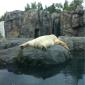 Just a polar bear taking a nap