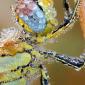 Morning Dew On Dragonfly