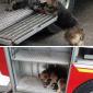 Dog saves all her puppies from a house fire