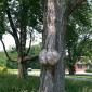 The Sack Tree