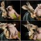 Orphaned Baby Kangaroo and Wombat