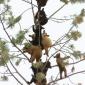 Just bears in a tree