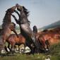 Horses Playing